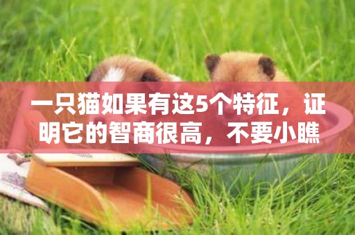 一只貓如果有這5個特征，證明它的智商很高，不要小瞧了 