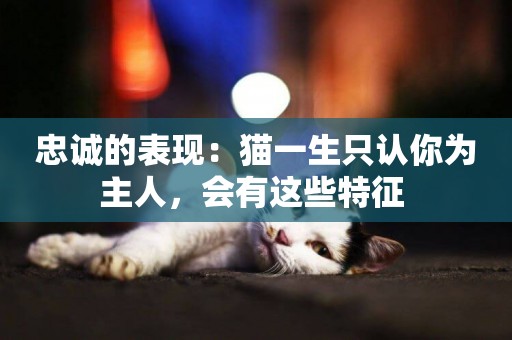 忠誠的表現：貓一生只認你為主人，會有這些特征 
