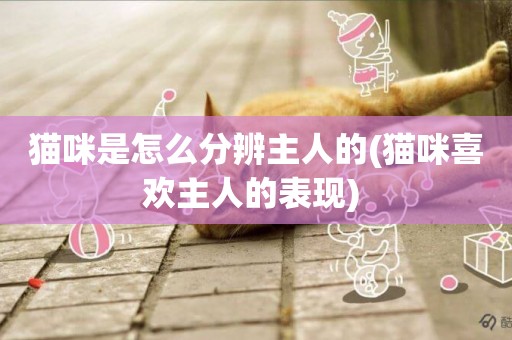 貓咪是怎么分辨主人的(貓咪喜歡主人的表現) 