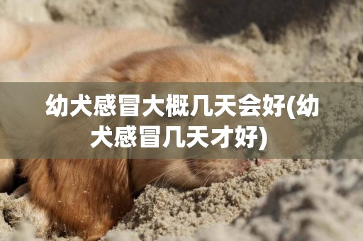 幼犬感冒大概幾天會好(幼犬感冒幾天才好) 