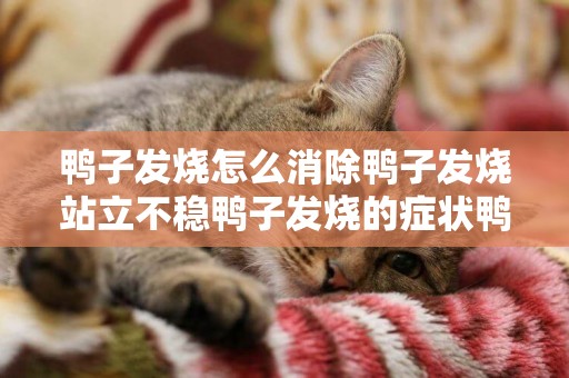 鴨子發燒怎么消除鴨子發燒站立不穩鴨子發燒的癥狀鴨子發燒怎么辦 