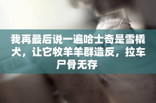 我再最后說一遍哈士奇是雪橇犬，讓它牧羊羊群造反，拉車尸骨無存 