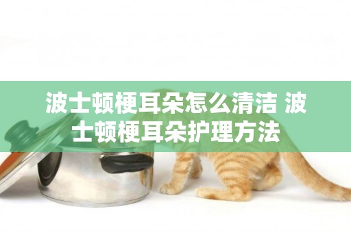 波士頓梗耳朵怎么清潔 波士頓梗耳朵護理方法