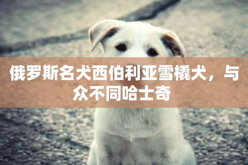 俄羅斯名犬西伯利亞雪橇犬，與眾不同哈士奇 