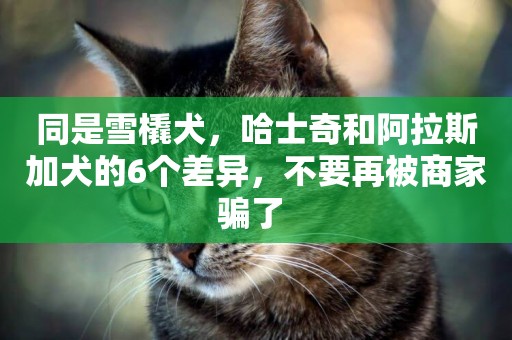 同是雪橇犬，哈士奇和阿拉斯加犬的6個差異，不要再被商家騙了 