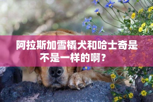 阿拉斯加雪橇犬和哈士奇是不是一樣的啊？ 