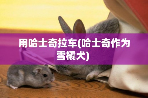 用哈士奇拉車(哈士奇作為雪橇犬) 