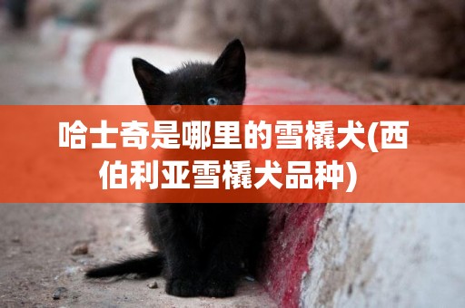 哈士奇是哪里的雪橇犬(西伯利亞雪橇犬品種) 