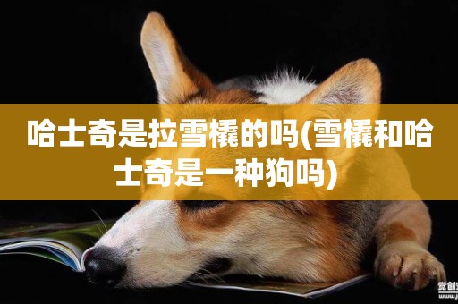 哈士奇是拉雪橇的嗎(雪橇和哈士奇是一種狗嗎) 
