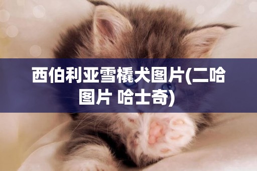 西伯利亞雪橇犬圖片(二哈圖片 哈士奇) 