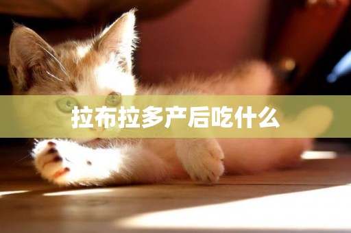 拉布拉多產后吃什么
