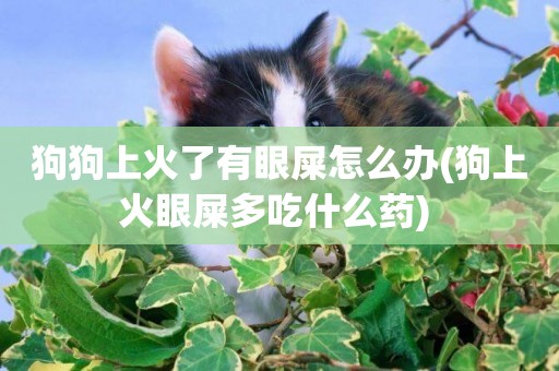 狗狗上火了有眼屎怎么辦(狗上火眼屎多吃什么藥) 