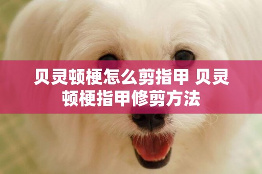 貝靈頓梗怎么剪指甲 貝靈頓梗指甲修剪方法