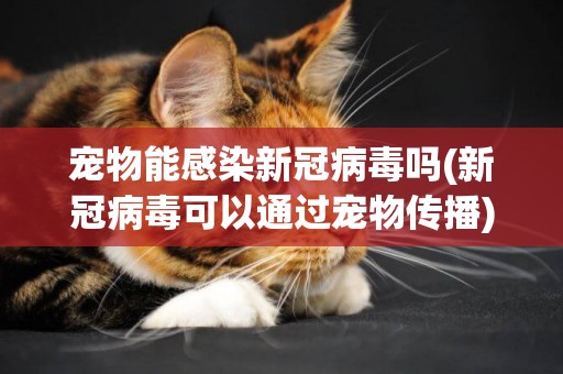 寵物能感染新冠病毒嗎(新冠病毒可以通過寵物傳播) 