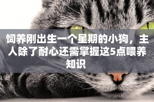 飼養剛出生一個星期的小狗，主人除了耐心還需掌握這5點喂養知識 