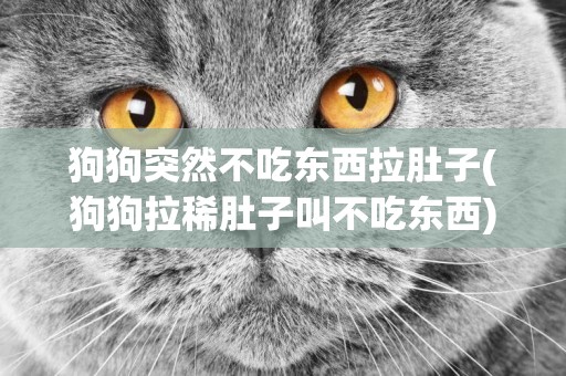 狗狗突然不吃東西拉肚子(狗狗拉稀肚子叫不吃東西) 