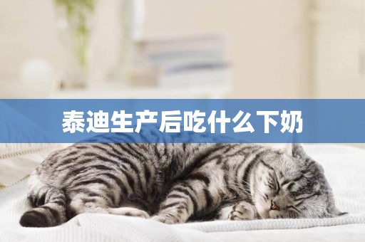 泰迪生產后吃什么下奶