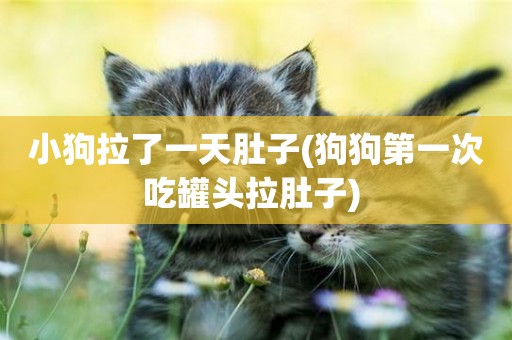 小狗拉了一天肚子(狗狗第一次吃罐頭拉肚子) 