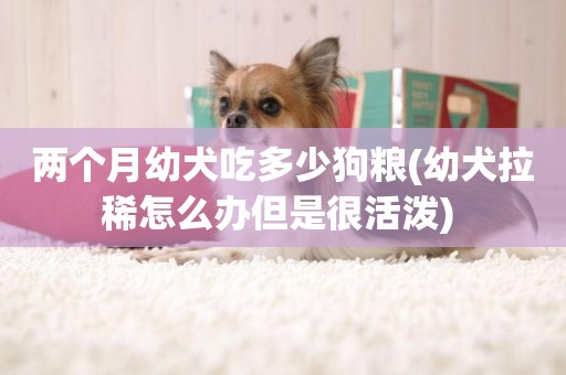 兩個月幼犬吃多少狗糧(幼犬拉稀怎么辦但是很活潑) 