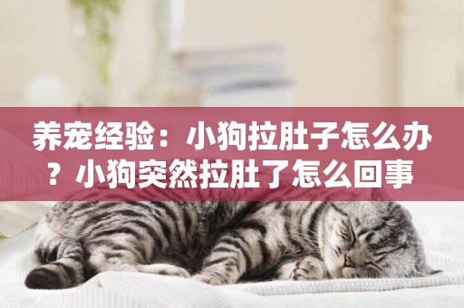 養寵經驗：小狗拉肚子怎么辦？小狗突然拉肚了怎么回事 