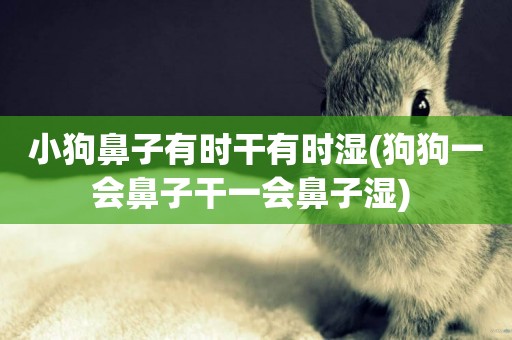 小狗鼻子有時干有時濕(狗狗一會鼻子干一會鼻子濕) 
