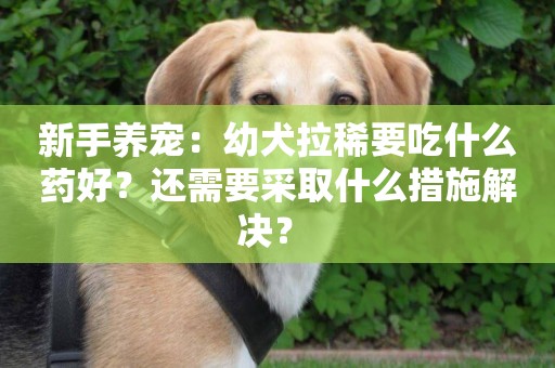 新手養寵：幼犬拉稀要吃什么藥好？還需要采取什么措施解決？ 