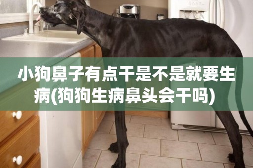 小狗鼻子有點干是不是就要生病(狗狗生病鼻頭會干嗎) 