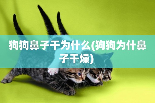 狗狗鼻子干為什么(狗狗為什鼻子干燥) 