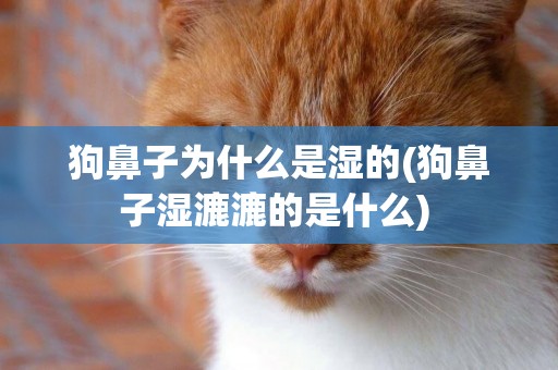 狗鼻子為什么是濕的(狗鼻子濕漉漉的是什么) 
