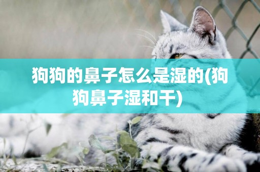 狗狗的鼻子怎么是濕的(狗狗鼻子濕和干) 