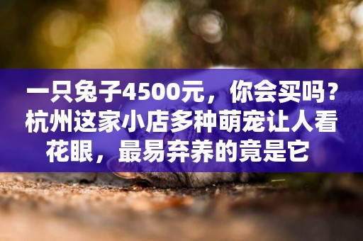一只兔子4500元，你會買嗎？杭州這家小店多種萌寵讓人看花眼，最易棄養的竟是它 