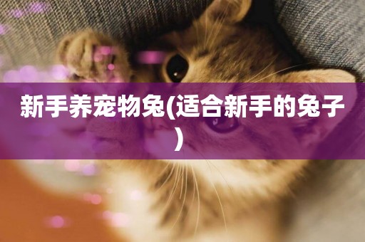 新手養寵物兔(適合新手的兔子) 