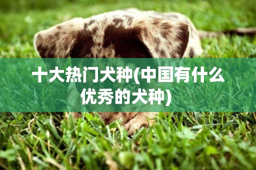 十大熱門犬種(中國有什么優秀的犬種) 