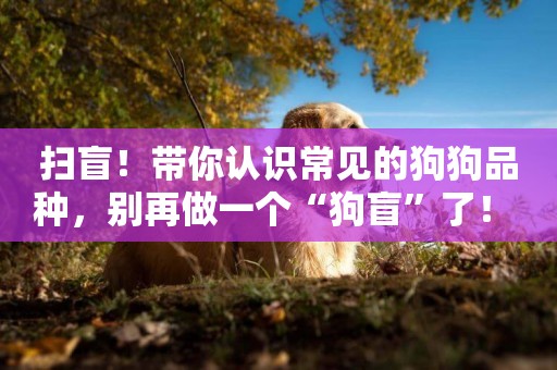 掃盲！帶你認識常見的狗狗品種，別再做一個“狗盲”了！ 