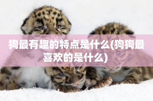 狗最有趣的特點是什么(狗狗最喜歡的是什么) 