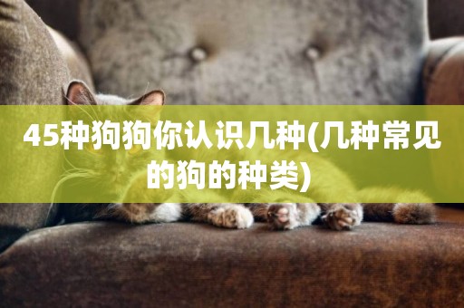 45種狗狗你認識幾種(幾種常見的狗的種類) 