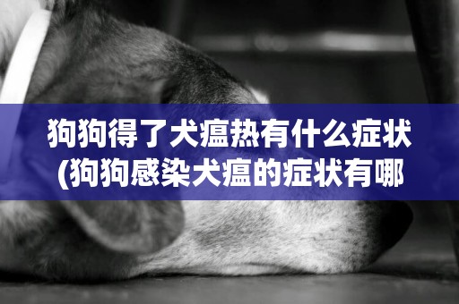 狗狗得了犬瘟熱有什么癥狀(狗狗感染犬瘟的癥狀有哪些?如何預防犬瘟熱病毒) 
