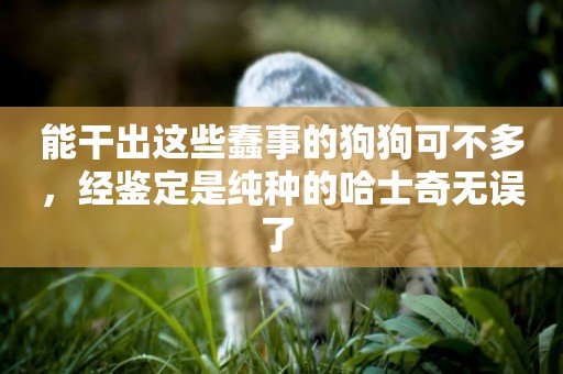 能干出這些蠢事的狗狗可不多，經鑒定是純種的哈士奇無誤了 