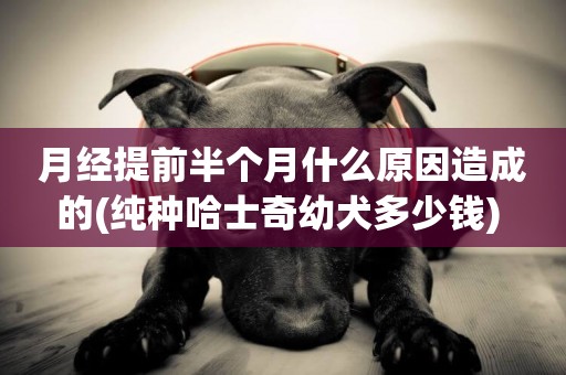 月經提前半個月什么原因造成的(純種哈士奇幼犬多少錢) 