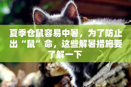 夏季倉鼠容易中暑，為了防止出“鼠”命，這些解暑措施要了解一下 