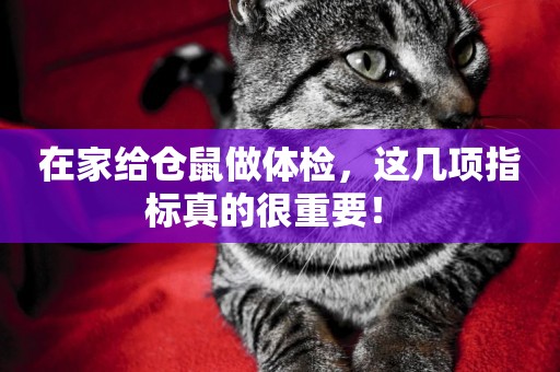 在家給倉鼠做體檢，這幾項指標真的很重要！ 