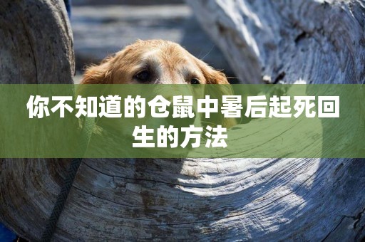你不知道的倉鼠中暑后起死回生的方法 