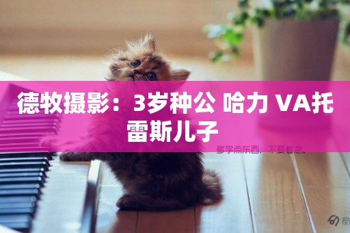 德牧攝影：3歲種公 哈力 VA托雷斯兒子 