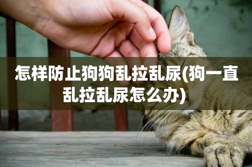 怎樣防止狗狗亂拉亂尿(狗一直亂拉亂尿怎么辦) 