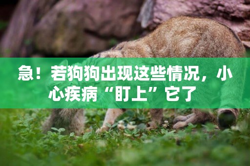 急！若狗狗出現這些情況，小心疾病“盯上”它了 