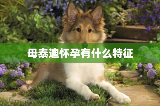 母泰迪懷孕有什么特征