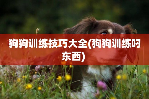 狗狗訓練技巧大全(狗狗訓練叼東西) 