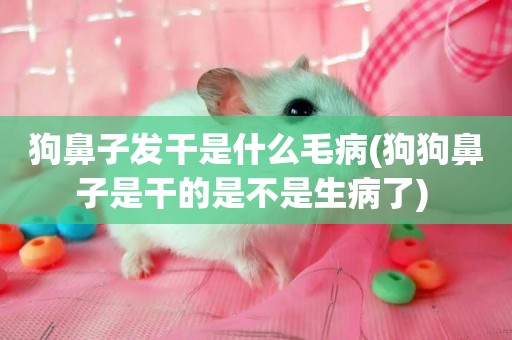 狗鼻子發干是什么毛病(狗狗鼻子是干的是不是生病了) 