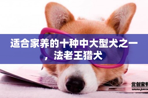 適合家養的十種中大型犬之一，法老王獵犬 