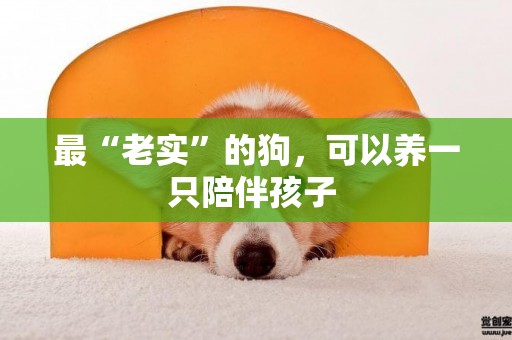 最“老實”的狗，可以養一只陪伴孩子 